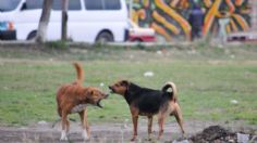 Horror en Ixtapaluca: perros atacaron brutalmente a un hombre hasta matarlo