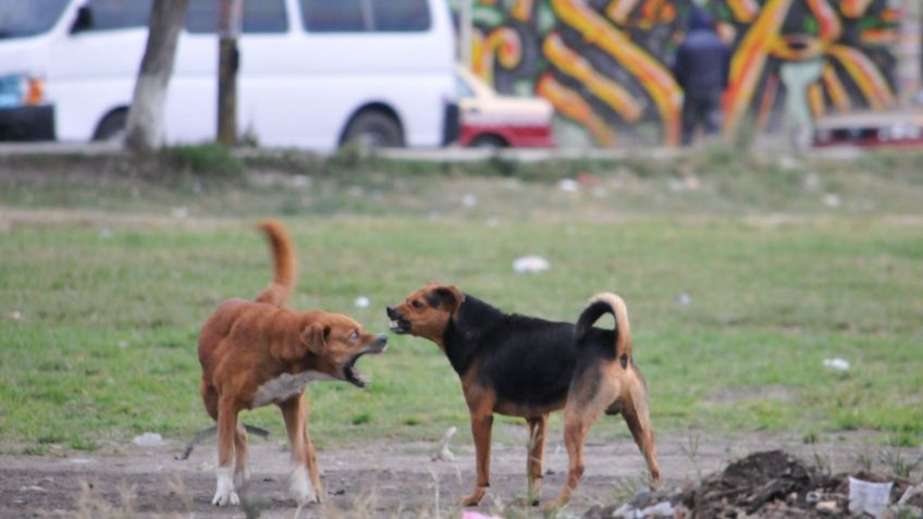 Horror en Ixtapaluca: perros atacaron brutalmente a un hombre hasta matarlo