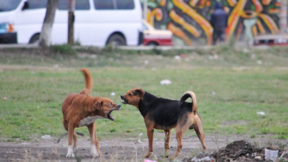 Un hombre murió tras ser atacado por perros.