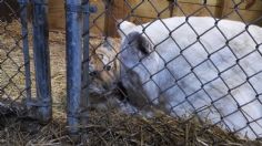 Tragedia en Wisconsin: tigresa llora la muerte de sus cachorros que se ahogaron en un santuario