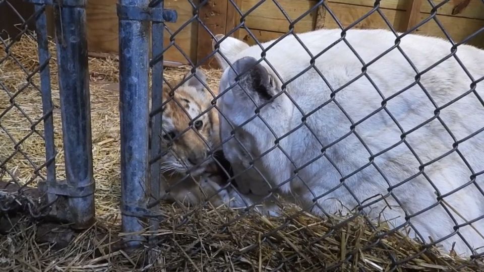 Sus cachorros sobrevivientes trataban de animarla, pero Ginger no podía reponerse de la tristeza.