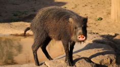 Zoológico de San Juan de Aragón celebra 58 aniversario con mejoras de albergues