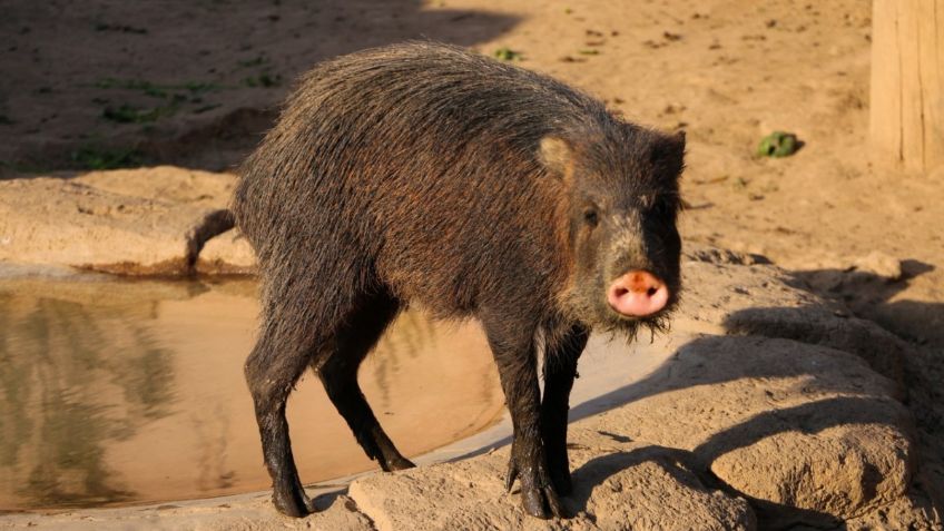 Zoológico de San Juan de Aragón celebra 58 aniversario con mejoras de albergues