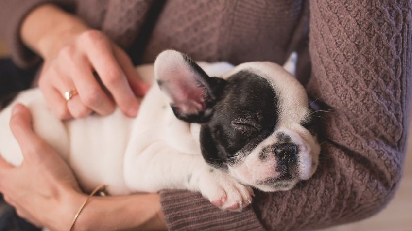 Los peligros de dormir con tu perro o gato que nadie te explica y debes conocer por el bien de tu vida