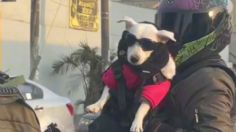 VIDEO | Con lentes y chamarra de cuero: así fue captado un perrito viajando en moto