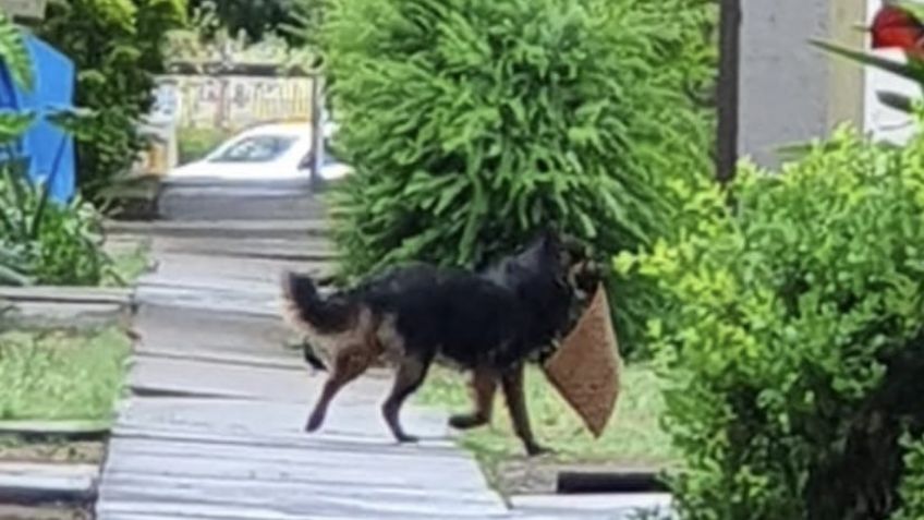 ¡Ladrón de cuatro patas! Vecinos creían que era una persona, pero era un tierno perrito