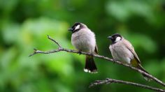 Un nuevo estudio revela el efecto positivo de ver o escuchar pájaros