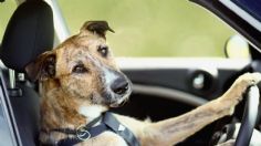 VIDEO VIRAL: Un perro aprende a manejar un carro y no es ficción