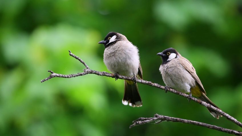 Un nuevo estudio revela el efecto positivo de ver o escuchar pájaros