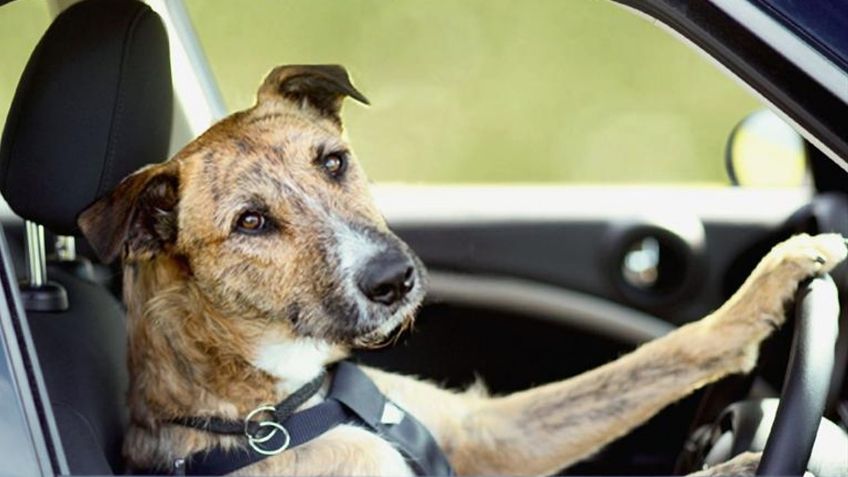 VIDEO VIRAL: Un perro aprende a manejar un carro y no es ficción