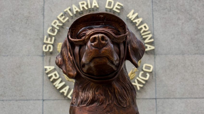 Las emotivas imágenes de la última despedida a Frida, la perrita rescatista: "Hasta la próxima misión"