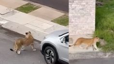 VIDEOS: se escapa un cachorro de león en Veracruz y lo captan paseando por una zona residencial