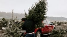 3 Lugares cerca de la CDMX donde puedes comprar y cortar tu propio árbol de Navidad