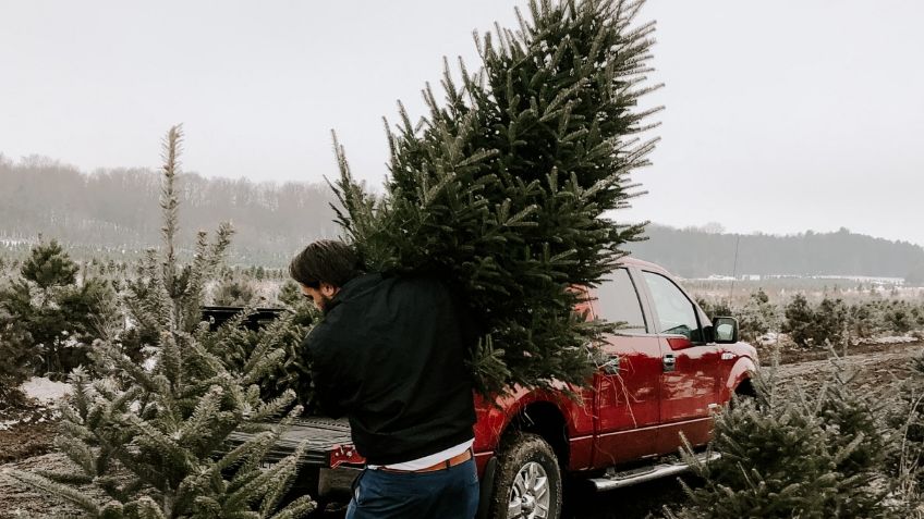 3 Lugares cerca de la CDMX donde puedes comprar y cortar tu propio árbol de Navidad