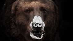 Oso Vicioso: la película que retrata la historia real de un oso que consumió 40 kilos de cocaína en 1985