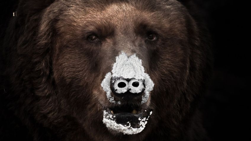 Oso Vicioso: la película que retrata la historia real de un oso que consumió 40 kilos de cocaína en 1985