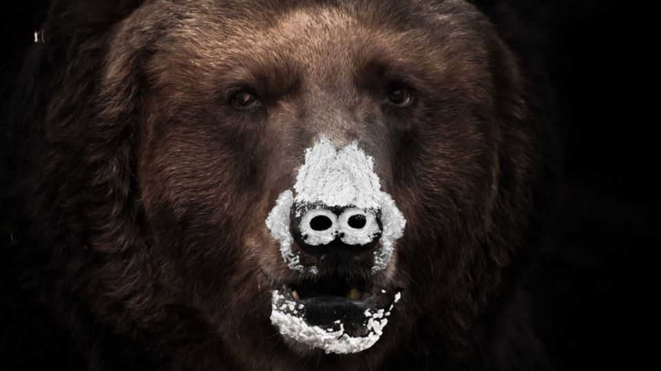 'Oso vicioso', la nueva película basada en hechos reales. FOTO: Especial