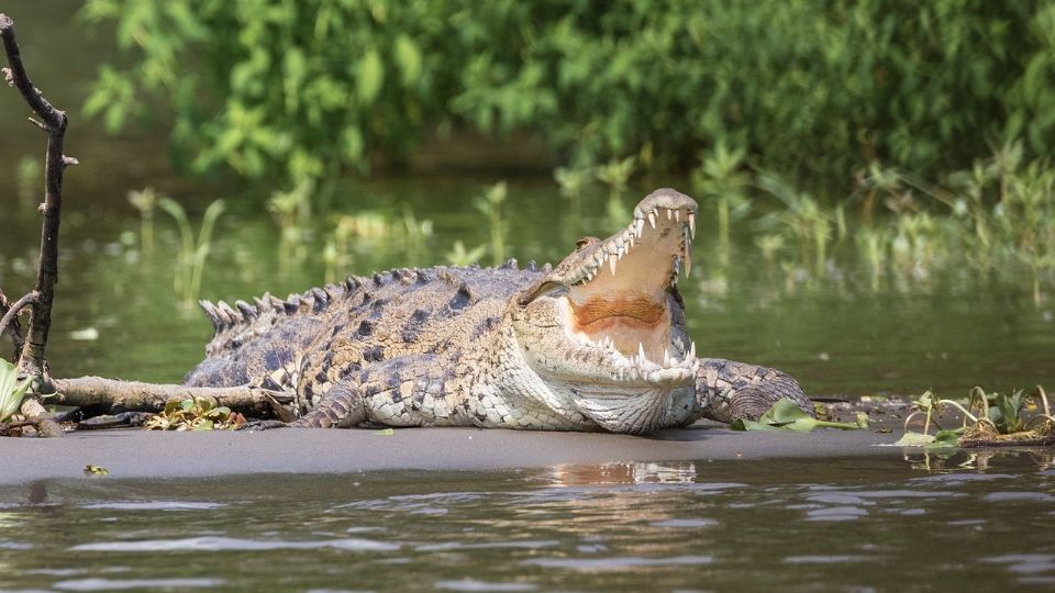 Horas más tarde del ataque, el animal fue visto con el cuerpo del menor entre las fauces