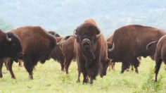 Todo quedó grabado: una mujer fue brutalmente embestida por un enorme bisonte