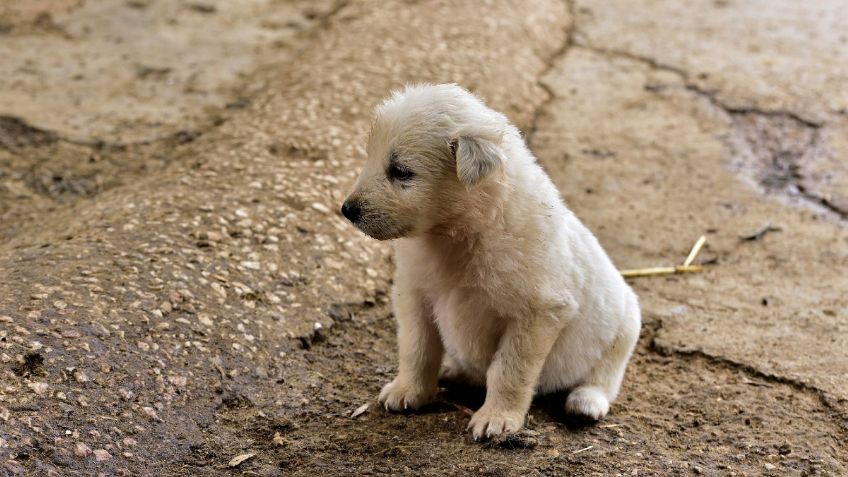 En el Edomex, es posible mediar sobre la tenencia y custodia de los animales domésticos