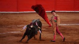 Foto que representa a PAN pide "no contaminar" prohibición de corridas de toros con presiones políticas