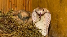 Niño de 8 años mató a una cobra de un mordisco: el reptil lo había atacado primero