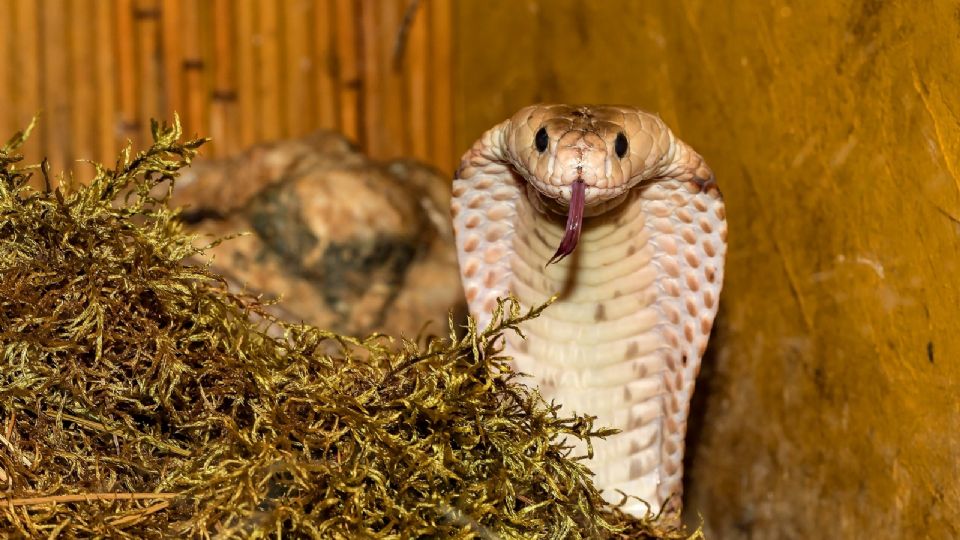 La cobra no logró transmitir su veneno al menor