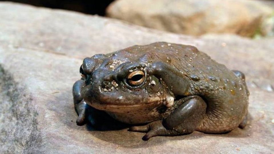 Ejemplar del sapo del desierto de Sonora.