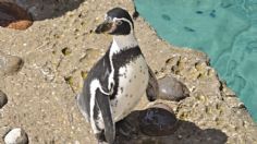 FOTOS: pingüinos, perros mapache y canguros rojos llegarán a la CDMX gracias a un acuerdo con la ciudad de Nagoya