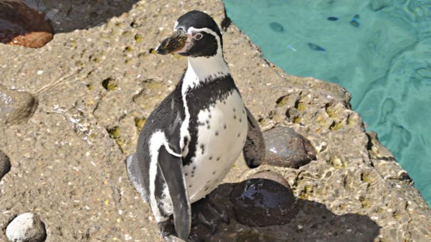 FOTOS: pingüinos, perros mapache y canguros rojos llegarán a la CDMX gracias a un acuerdo con la ciudad de Nagoya