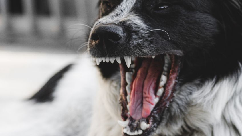 Un perrito salvó a su dueña de feminicidio: su hermano intentó apuñalarla y el can lo mordió