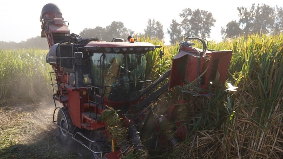 Agroindustria y ganadería son blanco de delitos, los cuales no denuncian los campesinos por temor a bandas