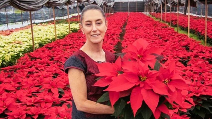 Claudia Sheinbaum da la bienvenida a diciembre con nochebuenas en el Ángel