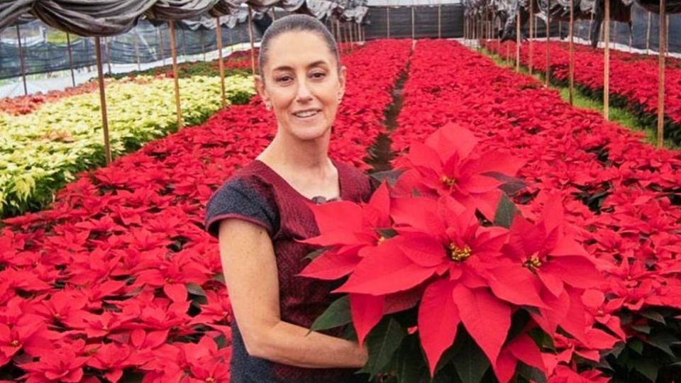 Claudia Sheinbaum visitó recientemente Xochimilco para ver la producción de nochebuenas