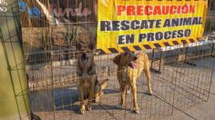 El lado oscuro de las peregrinaciones: así abandonan cada año a perritos cerca de la Basílica de Guadalupe