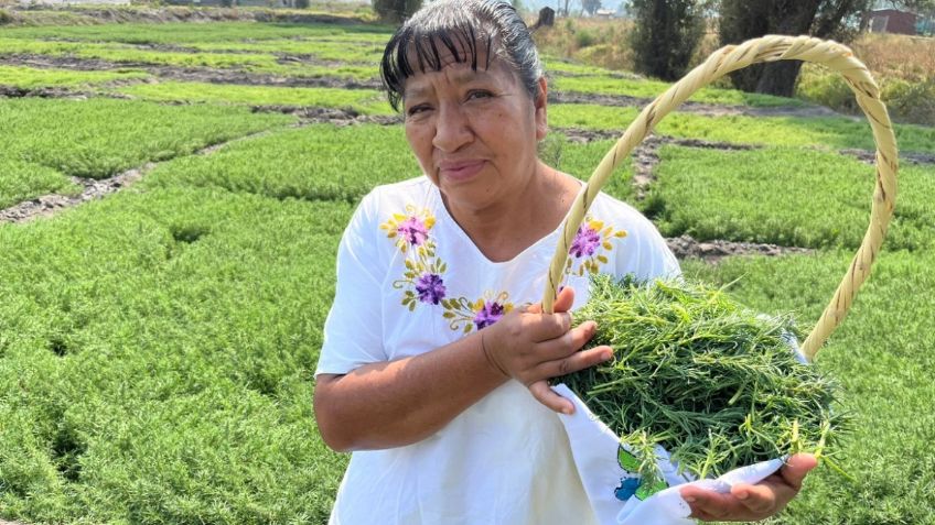 Claudia Sheinbaum comparte recomendaciones para las fiestas decembrinas