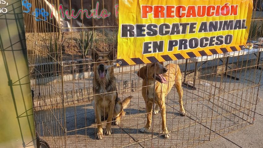 El lado oscuro de las peregrinaciones: así abandonan cada año a perritos cerca de la Basílica de Guadalupe