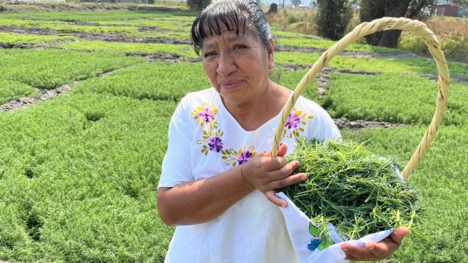 Los romeritos son uno de los productos que se producen en el Suelo de Conservación de la CDMX