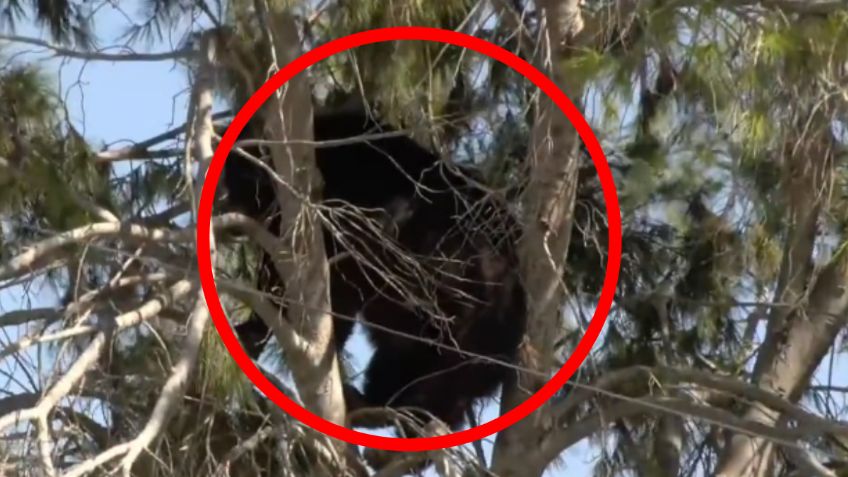 VIDEO: un oso cumple más de 11 horas arriba de un árbol, las autoridades implementan un maratónico operativo