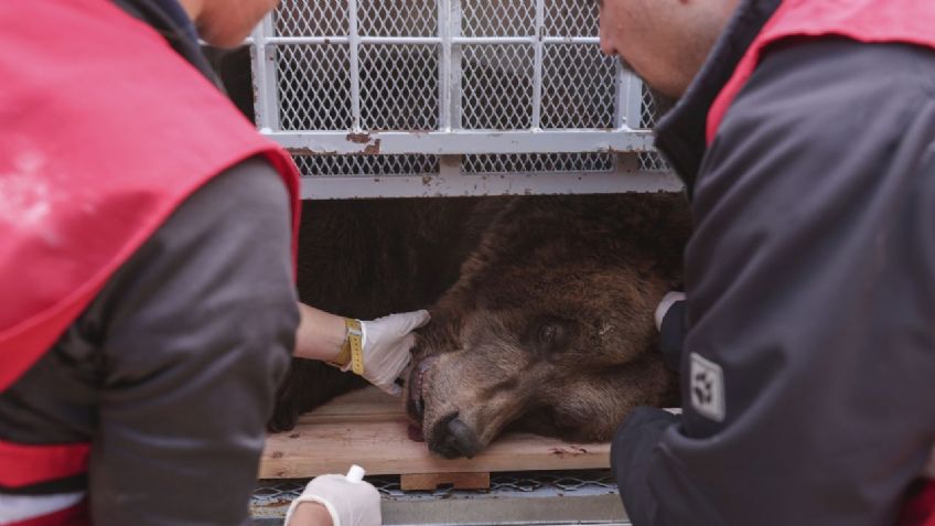 Un oso pasó 20 años encerrado como atracción de lujoso restaurante: lo rescataron deprimido y con obesidad