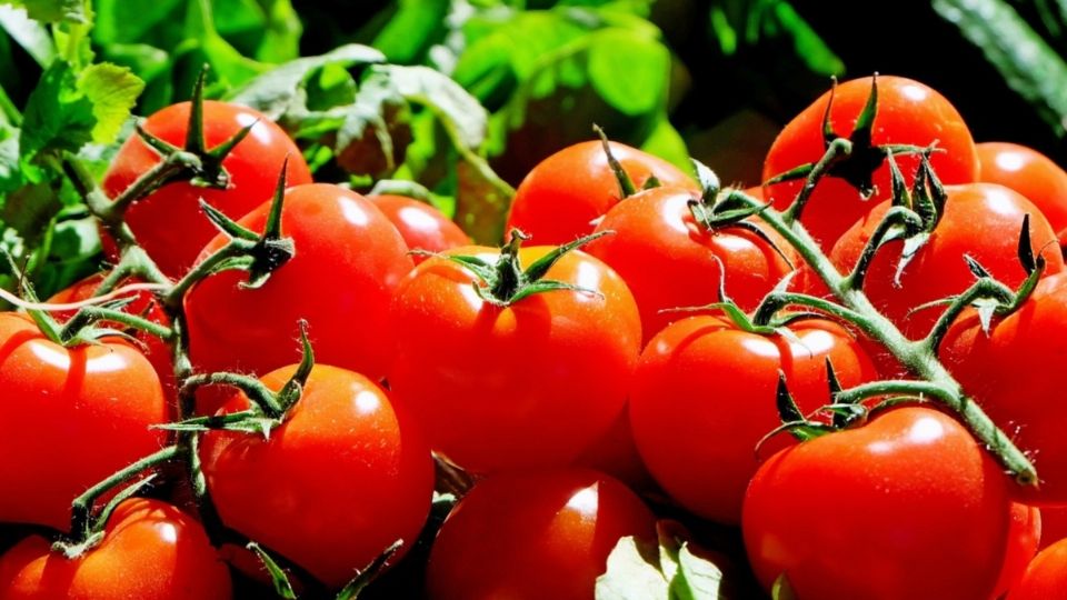 La mejor opción para mantener tus tomates en perfecto estado. FOTO: Pixabay