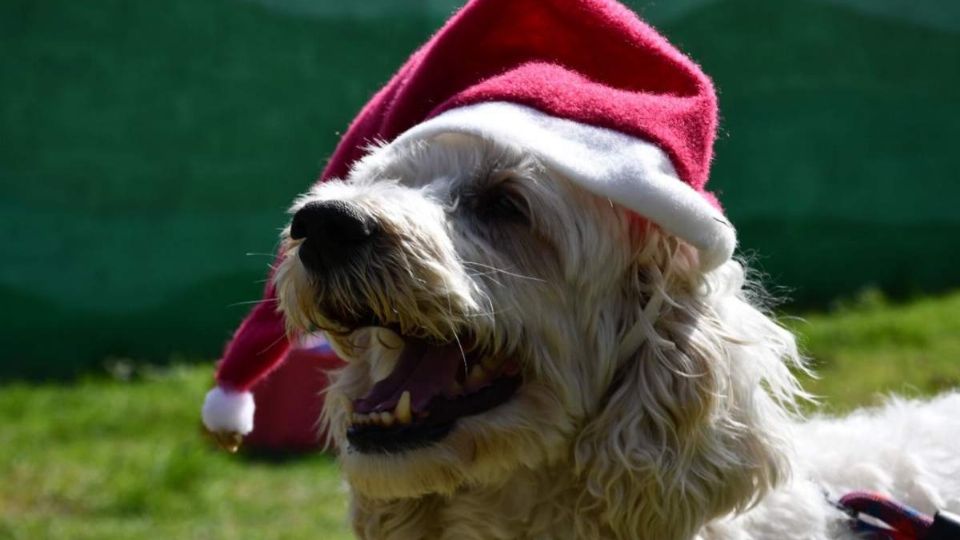 El perrito celebró la Navidad en compañía de su familia