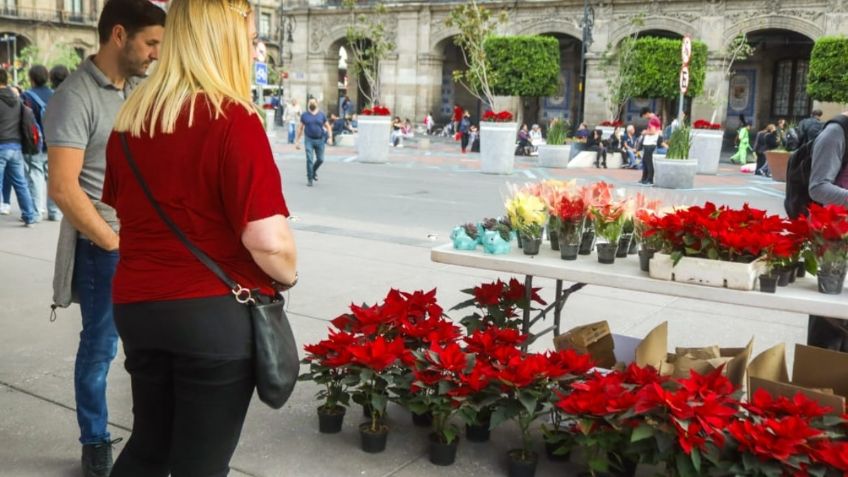 Venta de flor de nochebuena de Xochimilco en el Zócalo: horarios