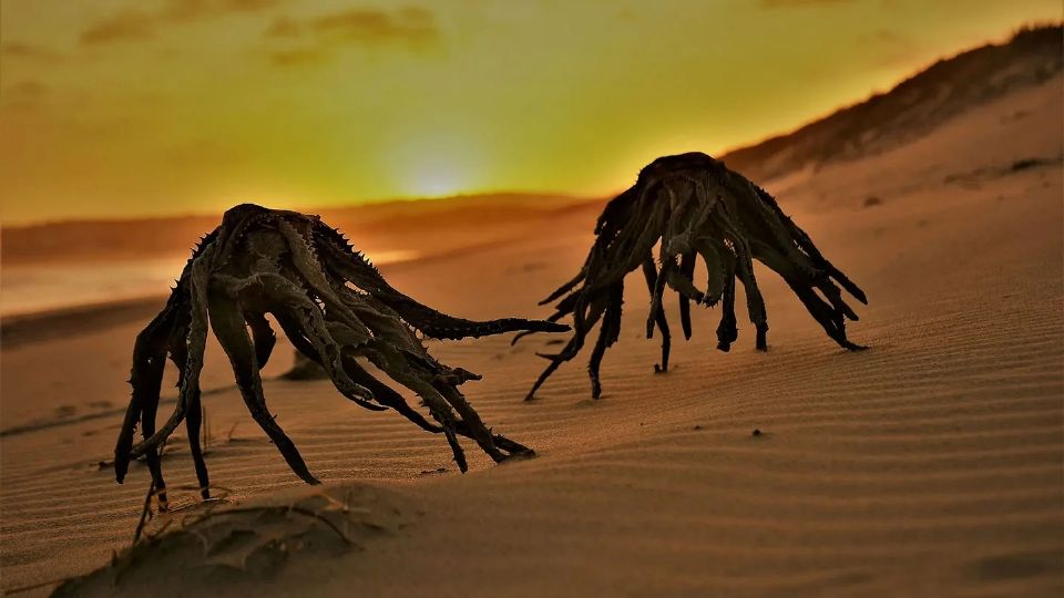 Las fotografías fueron tomadas en la ciudad de Still Bay, en el estado de Cabo Occidental.