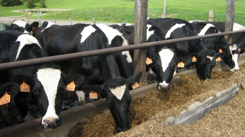 Secretaría de Agricultura rediseña Plan contra tuberculosis bovina en hatos lecheros