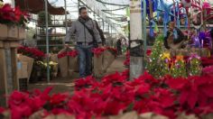 EU adopta la flor de Nochebuena de México