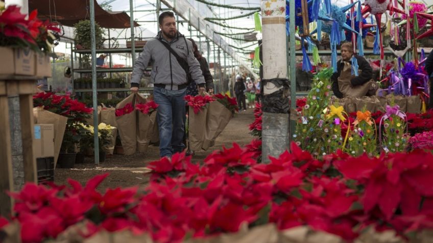 EU adopta la flor de Nochebuena de México