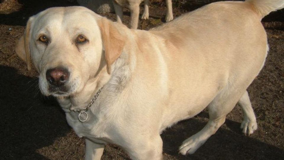 Imagen ilustrativa de cruce entre golden retriever y labrador.