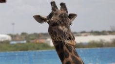 Murió "lolita", la jirafa más viejita del Zoológico y Acuario de Nuevo Laredo