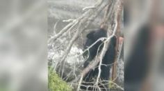 VIDEO | Unen esfuerzos para rescatar a oso que cayó a un estanque en Coahuila